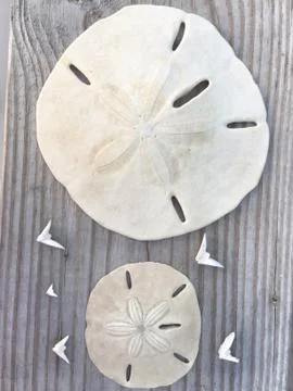 Two sanddollars ive had for a long time with the doves from the middle 스톡 사진