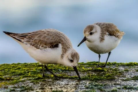 Two sanderlings Stock Photos