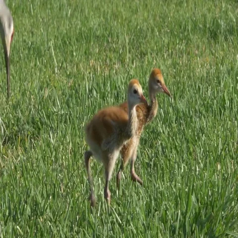 Two Sandhill Crane Chicks Fight Over Mole Cricket, 4K Stock Footage 69467565