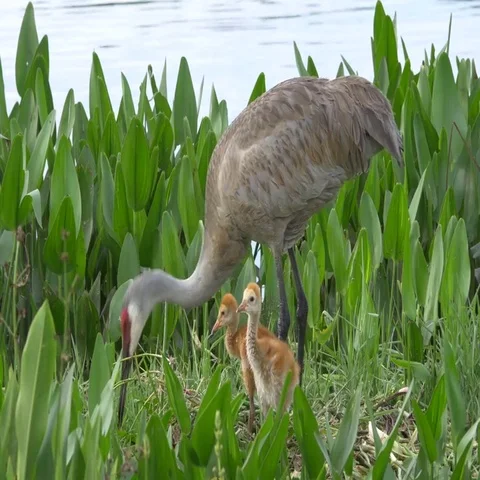 Two Sandhill Crane Chicks Stand in Nest While Mother Rebuilds, 4K Stock Footage 69468524