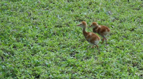 Two Sandhill Crane Colts Stock Footage 51104480