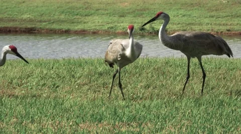 Two sandhill cranes chased off by a third establishing dominance Stock Footage 60060780