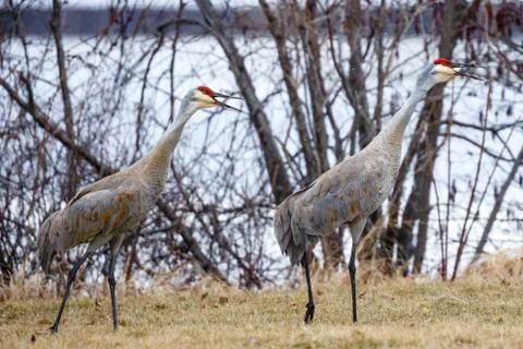 Two Sandhill Cranes communicating while walking Stock Photos