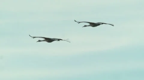 Two sandhill cranes flying Stock Footage 36039546