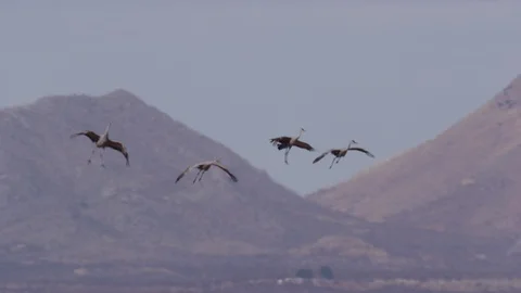 Two sandhill cranes land behind a larger group  Stock-Footage 114908057