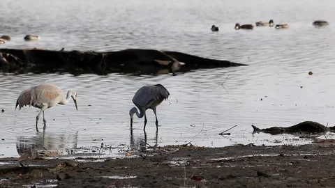 Two Sandhill Cranes in a Park Video stock 95149934