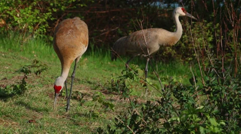 Two Sandhill Cranes peck at the grass in Slow Motion Stock Footage 37448787