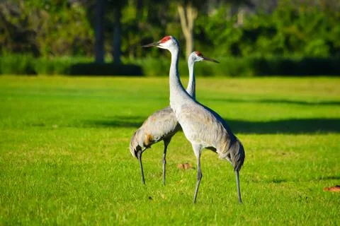 Two Sandhill Cranes 스톡 사진