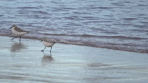 Two sandpiper  birds running by the beach Video stock 88600057