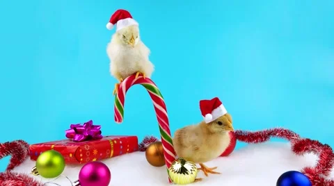 Two Santa helpers, young roosters, symbol of new year 2017 Stock Footage 68704357