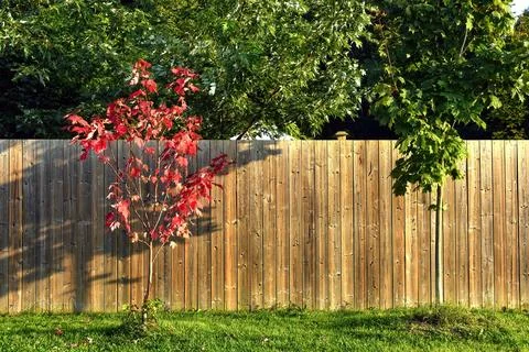 Two sapling maple trees, one red, one green Stock Photos