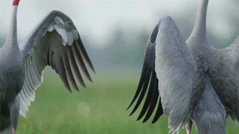 Two saurus cranes courtship closeup Video stock 130323647