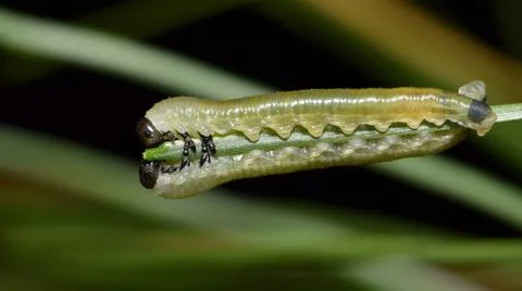 Two Saw fly larvae on a pine needle. Foto stock