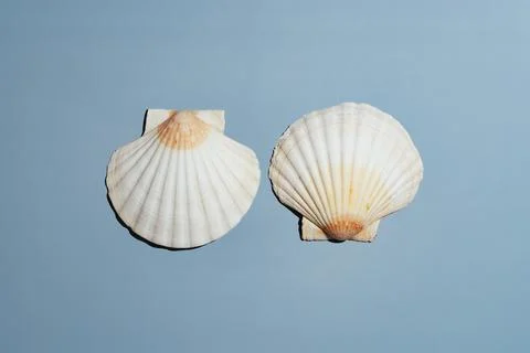 Two scallop seashells on blue background Stock Photos