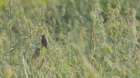 Two Scaly-breasted Munia cleanning their body Stock Footage 60627366