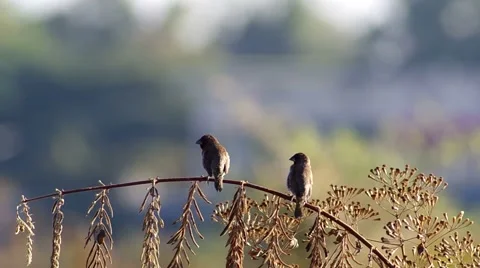 Two Scaly-breasted Munia resting and cleaning wings Stock Footage 60238167