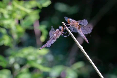 Two Scarce chaser 库存照片