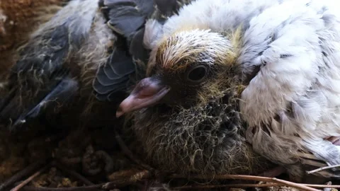 Two scared baby pigeons Stock Footage 146511293