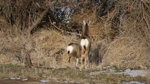 Two Scared Mule Deer Stock Footage 10747495