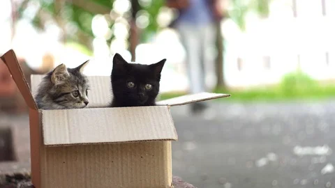 Two scared tossed kittens in a box on the street Stock Footage 91067354