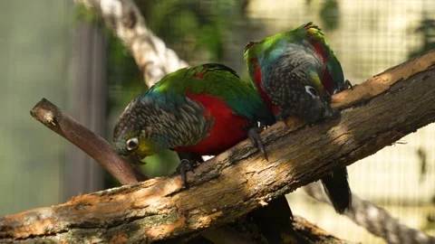 Two Scarlet bally parrots  Stock Footage 272799983