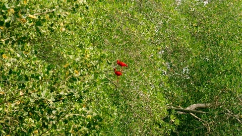 Two Scarlet Ibis-Eudocimus ruber (164) Stock Footage 93663461