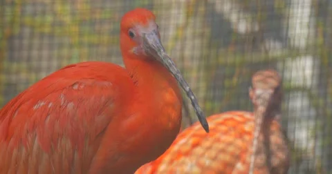 Two Scarlet Ibises Looking at Camera Red Feathers Long Neck Birds in Zoo Aviary Stock Footage 61897577