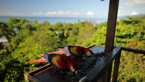 Two Scarlet Macaw, Ara macao, Cosrcovado, Costa Rica. Stock Footage 102787888