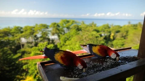 Two Scarlet Macaw, Ara macao, Cosrcovado, Costa Rica. Stock Footage 102788033