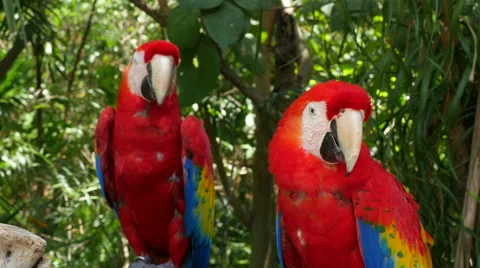 Two Scarlet Macaw Parrots Stock Footage 55673483