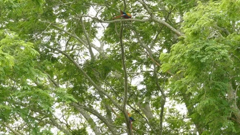 Two Scarlet Macaw viewed on either up and down sides of the frame - 24fps 1080p Stock Footage 104122672