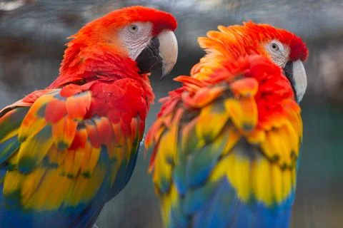 Two Scarlet Macaws Close Up Stock Photos