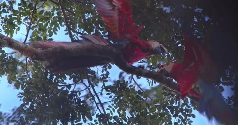 Two Scarlet Macaws flapping their wings and fighting among themselves for a Stock Footage 301770751