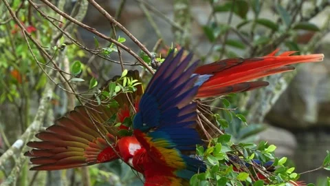 Two scarlet macaws hanging upside down, playing fights or courtship Stock Footage 267209890