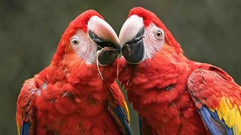 Two scarlet macaws nuzzle affectionately in close up Stock Photos