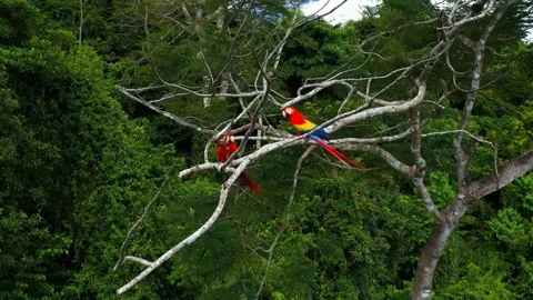 Two Scarlet Macaws Perched on a Branch in a Lush Rainforest Canopy Stock Footage 301075748