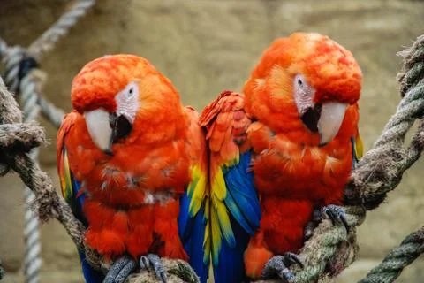 Two scarlet macaws perched on rope 스톡 사진