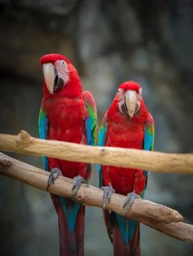 Two Scarlet Macaws perched on a tree branch looking directly into the camera Stockfoto's