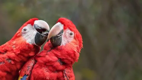 Two scarlet macaws sharing an intimate moment close up Stock Photos