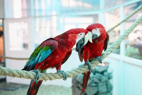 Two scarlet macaws sit on rope in tropical sanctuary, close bond between pair of Stock Photos