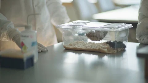 Two scientists around a table and three laboratory mice in a plastic container Stock Footage 104246006