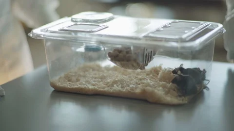 Two scientists around a table and three laboratory mice in a plastic container Stock Footage 104246014