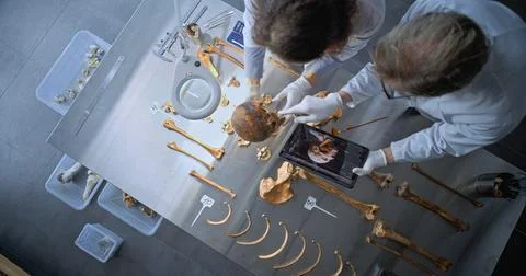 Two scientists study bones, create 3D model of head anatomy using tablet Stock Photos