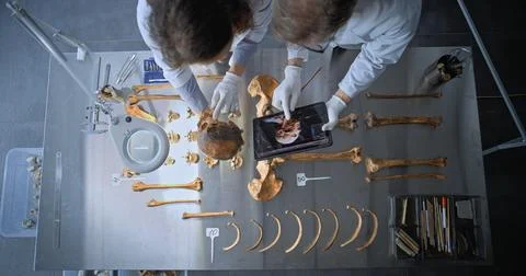 Two scientists study bones, create 3D model of head anatomy using tablet Stock Photos