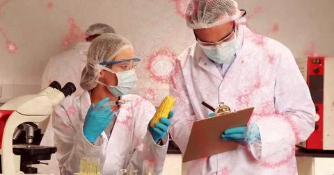 Two scientists wearing protective gear injecting corn with pipette at lab bench Stock Photos