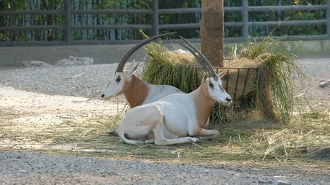 Two Scimitar-horned Oryx lying beside the forage pile Stock Footage 116442578