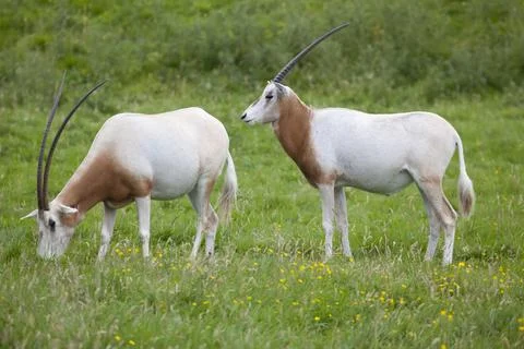 Two Scimitar-horned oryx Stock Photos