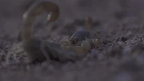 Two Scorpions Square Off 4K Stock-Footage 148280503