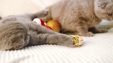 Two scottish fold kittens lie on the bed on a knitted blanket and play with Stock Footage 165292101
