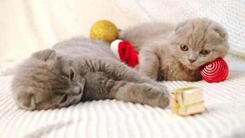 Two scottish fold kittens lie on the bed on a knitted blanket and play with Video stock 165620456